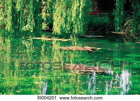 Stock Image - water, garden, green, pool, flora, wildlife, reflection. Fotosearch