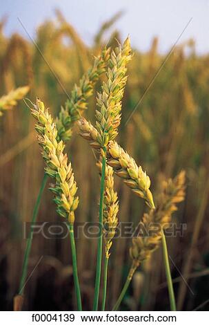 wheat, ear, ear of wheat, cereal, field, flora, wildlife View Large Photo Image Stock Photo - wheat, ear, ear of wheat, cereal, field, flora, wildlife. Fotosearch
