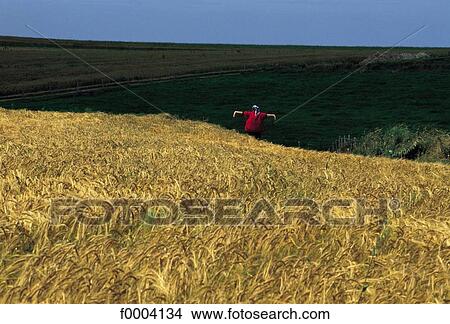 wheat, field, agriculture, flora, wildlife, scarecrow, landscape View Large Photo Image Picture - wheat, field, agriculture, flora, wildlife, scarecrow, landscape. Fotosearch