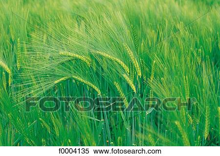 wheat, green, cereal, flora, wildlife, ear, ear of wheat View Large Photo Image Stock Photography - wheat, green, cereal, flora, wildlife, ear, ear of wheat. Fotosearch