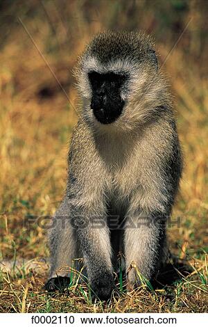 wild animal, wildlife, animal, animals, Tanzania, Northern Africa, monkey View Large Photo Image Stock Image - wild animal, wildlife, animal, animals, Tanzania, Northern Africa, monkey. Fotosearch