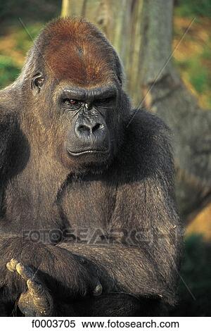 wild animal, wildlife, gorilla, monkey, mammal, animal, animals View Large Photo Image Stock Photography - wild animal, wildlife, gorilla, monkey, mammal, animal, animals. Fotosearch