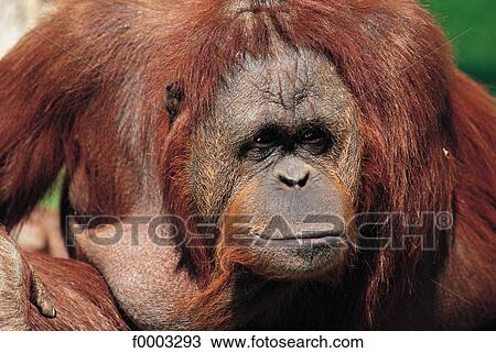wild animal, wildlife, monkey, mammal, Burgundy, Europe, France View Large Photo Image Stock Image - wild animal, wildlife, monkey, mammal, Burgundy, Europe, France. Fotosearch