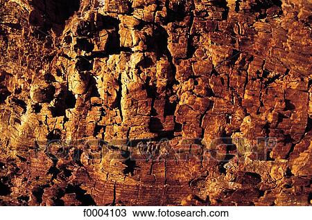 Stock Image - wood, asperity, tree trunk, old age, roughness, rough, asperity. Fotosearch