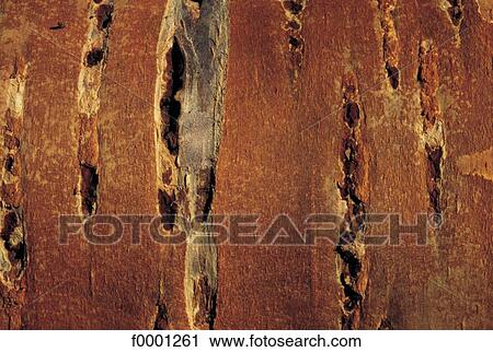 wood, bark, exterior, open air, background, backgrounds View Large Photo Image Stock Image - wood, bark, exterior, open air, background, backgrounds. Fotosearch