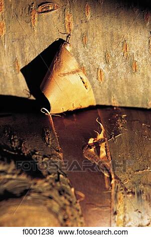 wood shaving, wood, exterior, open air, background, backgrounds View Large Photo Image Stock Photo - wood shaving, wood, exterior, open air, background, backgrounds. Fotosearch