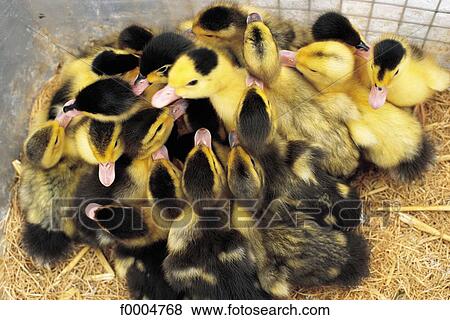 Stock Photo - yellow, animals, duckling, duck, tamed animal, black, animal. Fotosearch