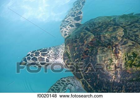 Australia, Northern Territory, Darwin, Crocodylus park, sea turtle View Large Photo Image Stock Photo - Australia, Northern Territory, Darwin, Crocodylus park, sea turtle. Fotosearch