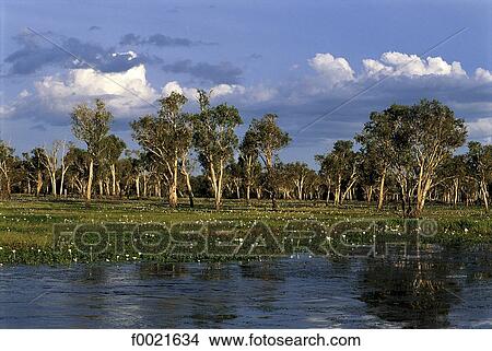Picture - Australia, Northern territory, Kakadu National Park, yellow waters. Fotosearch