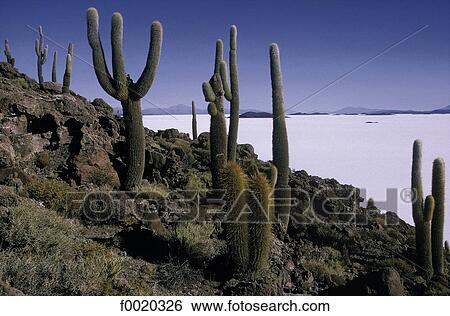 Bolivia, Salar de Uyuni, Pescado island View Large Photo Image Stock Photograph - Bolivia, Salar de Uyuni, Pescado island. Fotosearch