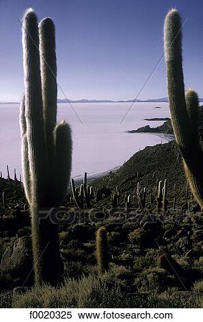 Stock Photography - Bolivia, Salar de Uyuni, Pescado island. Fotosearch