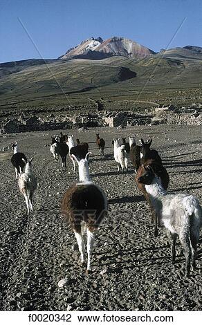Bolivia, Salar de Uyuni, Thunupa volcano, herd of llamas View Large Photo Image Stock Image - Bolivia, Salar de Uyuni, Thunupa volcano, herd of llamas. Fotosearch