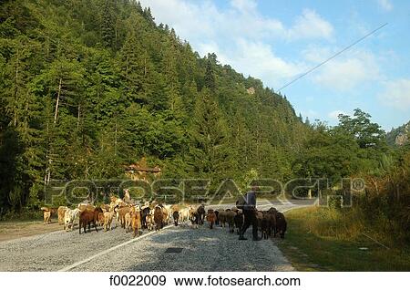 Bulgaria, Rhodope Mountains Region, shepherd and his flock View Large Photo Image Stock Photo - Bulgaria, Rhodope Mountains Region, shepherd and his flock. Fotosearch