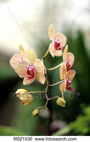 Stock Image - Channel Islands, Jersey, wild flowers. Fotosearch