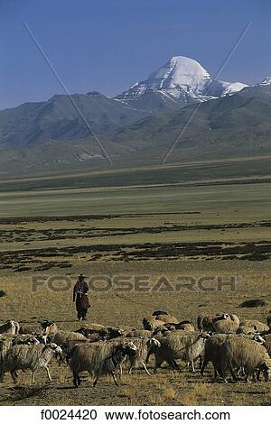China, Tibet, Darchen area, herd at the foot of Mount Kailash View Large Photo Image Stock Image - China, Tibet, Darchen area, herd at the foot of Mount Kailash. Fotosearch