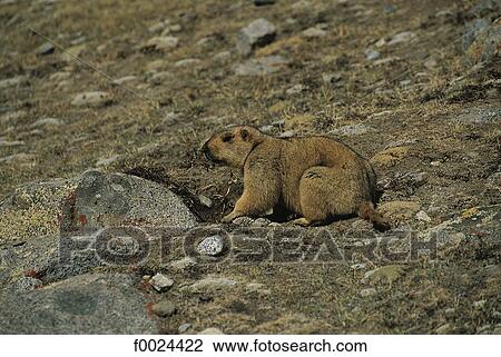 China, Tibet, near Zutulpuk, marmot View Large Photo Image Stock Image - China, Tibet, near Zutulpuk, marmot. Fotosearch