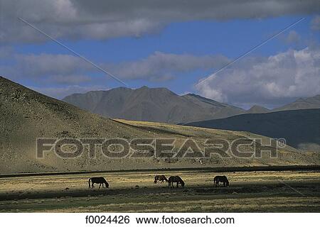 Stock Photograph - China, Tibet, Saga area. Fotosearch