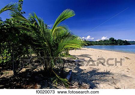 Costa Rica, Caribbean coast, beach View Large Photo Image Stock Image - Costa Rica, Caribbean coast, beach. Fotosearch