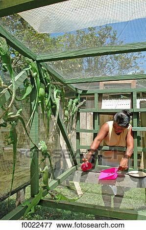 Stock Photo - Costa Rica, Caribbean coast, Bri Bri Indian reserve, green iguanas breeding. Fotosearch