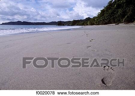 Costa Rica, Manuel Antonio park, beach near Quepos View Large Photo Image Stock Photo - Costa Rica, Manuel Antonio park, beach near Quepos. Fotosearch