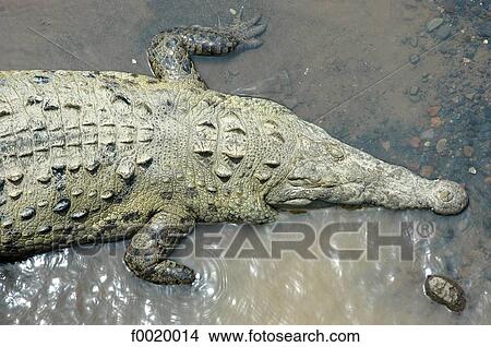 Costa Rica, Parrita River, crocodile View Large Photo Image Picture - Costa Rica, Parrita River, crocodile. Fotosearch