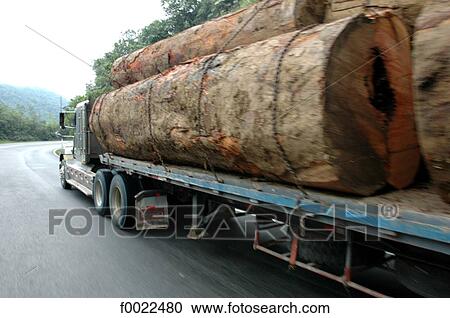 Costa Rica, road, tree trunks transport, truck View Large Photo Image Stock Image - Costa Rica, road, tree trunks transport, truck. Fotosearch
