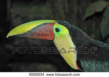 Costa Rica, zoological park, toucan View Large Photo Image Picture - Costa Rica, zoological park, toucan. Fotosearch