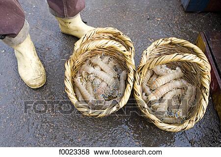 Egypt, Alexandria, the Corniche, fish market, shellfishes View Large Photo Image Stock Photo - Egypt, Alexandria, the Corniche, fish market, shellfishes . Fotosearch