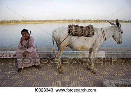Egypt, between Qina and Luxor, child and mule View Large Photo Image Stock Image - Egypt, between Qina and Luxor, child and mule . Fotosearch