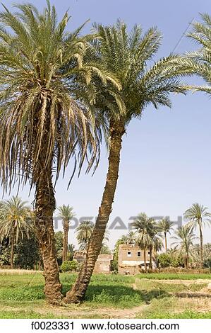 Egypt, between Qina and Luxor, Maruza village, palm trees View Large Photo Image Stock Image - Egypt, between Qina and Luxor, Maruza village, palm trees. Fotosearch
