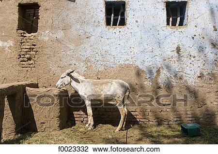 Egypt, between Qina and Luxor, Maruza village, adobe farm, mule View Large Photo Image Stock Image - Egypt, between Qina and Luxor, Maruza village, adobe farm, mule. Fotosearch