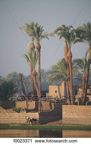 Egypt, between Qina and Luxor, village along the Nile View Large Photo Image Stock Image - Egypt, between Qina and Luxor, village along the Nile. Fotosearch
