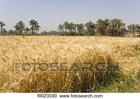 Egypt, between Qina and Luxor, wheat field View Large Photo Image Stock Image - Egypt, between Qina and Luxor, wheat field . Fotosearch