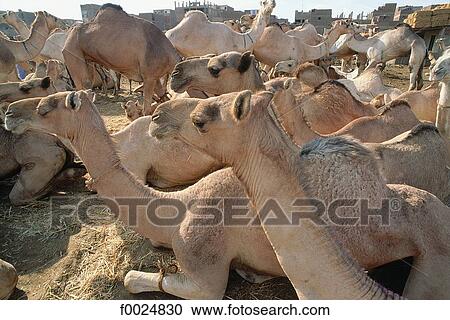 Egypt, Cairo, Imbaba district, camel market View Large Photo Image Stock Image - Egypt, Cairo, Imbaba district, camel market. Fotosearch