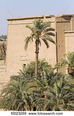 Egypt, Dendera, Dendera Temple, temple and palm trees View Large Photo Image Stock Photo - Egypt, Dendera, Dendera Temple, temple and palm trees. Fotosearch