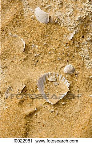 Egypt, Libyan desert, near Siwa Oasis, The great sand sea, shells View Large Photo Image Stock Image - Egypt, Libyan desert, near Siwa Oasis, The great sand sea, shells. Fotosearch