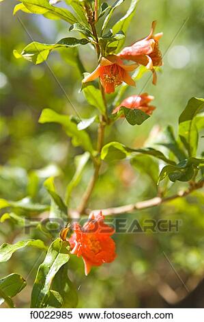 Stock Photography - Egypt, Libyan desert, Siwa Oasis, flower. Fotosearch