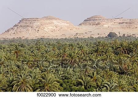 Egypt, Libyan desert, Siwa Oasis, palm grove View Large Photo Image Stock Image - Egypt, Libyan desert, Siwa Oasis, palm grove. Fotosearch