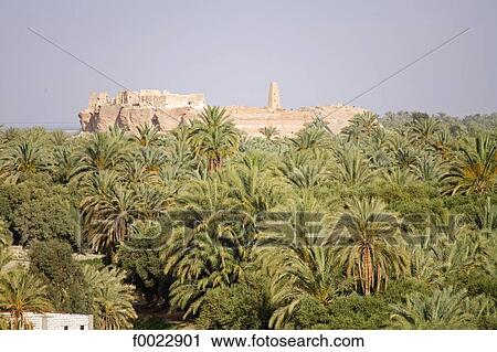Egypt, Libyan desert, Siwa Oasis, palm grove View Large Photo Image Stock Image - Egypt, Libyan desert, Siwa Oasis, palm grove. Fotosearch