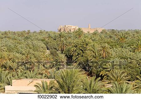 Egypt, Libyan desert, Siwa Oasis, palm grove View Large Photo Image Stock Image - Egypt, Libyan desert, Siwa Oasis, palm grove. Fotosearch