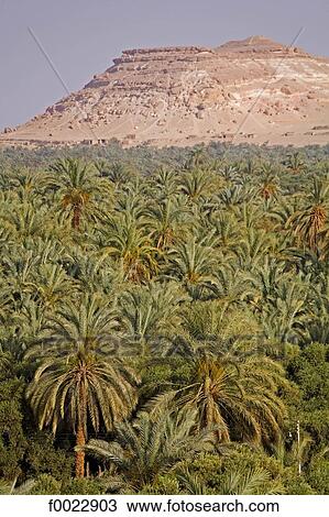 Egypt, Libyan desert, Siwa Oasis, palm grove View Large Photo Image Stock Image - Egypt, Libyan desert, Siwa Oasis, palm grove. Fotosearch