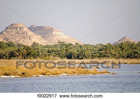 Egypt, Libyan desert, Siwa Oasis, palm grove View Large Photo Image Stock Photo - Egypt, Libyan desert, Siwa Oasis, palm grove. Fotosearch