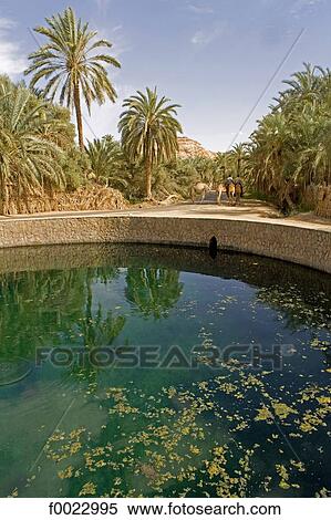 Egypt, Libyan desert, Siwa Oasis, pond "Bath of Cleopatra" View Large Photo Image Stock Photography - Egypt, Libyan desert, Siwa Oasis, pond "Bath of Cleopatra". Fotosearch