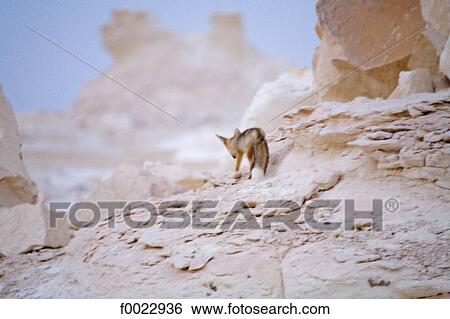 Egypt, Libyan desert, the white desert, animal View Large Photo Image Stock Photograph - Egypt, Libyan desert, the white desert, animal. Fotosearch