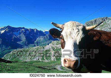 France, Alps, Galibier Pass, cow in front of la Meije View Large Photo Image Stock Image - France, Alps, Galibier Pass, cow in front of la Meije. Fotosearch