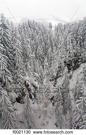 France, Alps, Megeve, fir trees forest under snow View Large Photo Image Stock Image - France, Alps, Megeve, fir trees forest under snow. Fotosearch