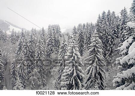 France, Alps, Megeve, fir trees forest under snow View Large Photo Image Stock Photo - France, Alps, Megeve, fir trees forest under snow. Fotosearch