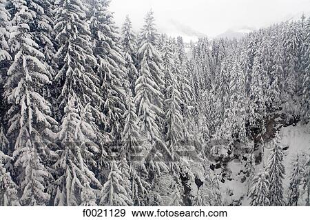 France, Alps, Megeve, fir trees forest under snow View Large Photo Image Stock Photo - France, Alps, Megeve, fir trees forest under snow. Fotosearch
