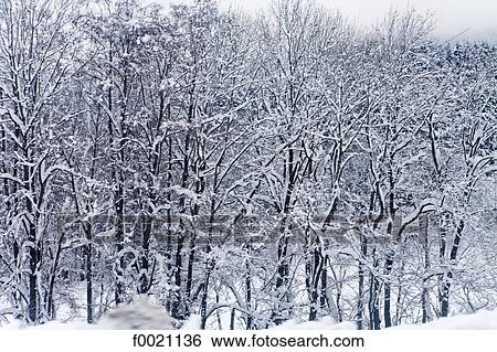 France, Alps, Megeve, forest under snow View Large Photo Image Stock Photograph - France, Alps, Megeve, forest under snow. Fotosearch