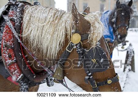 Stock Photo - France, Alps, Megeve, harnessed horse. Fotosearch